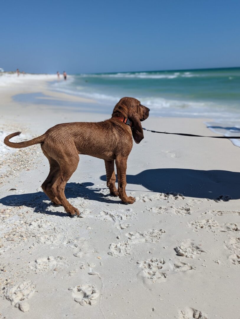 A dog is on the beach with its leash.