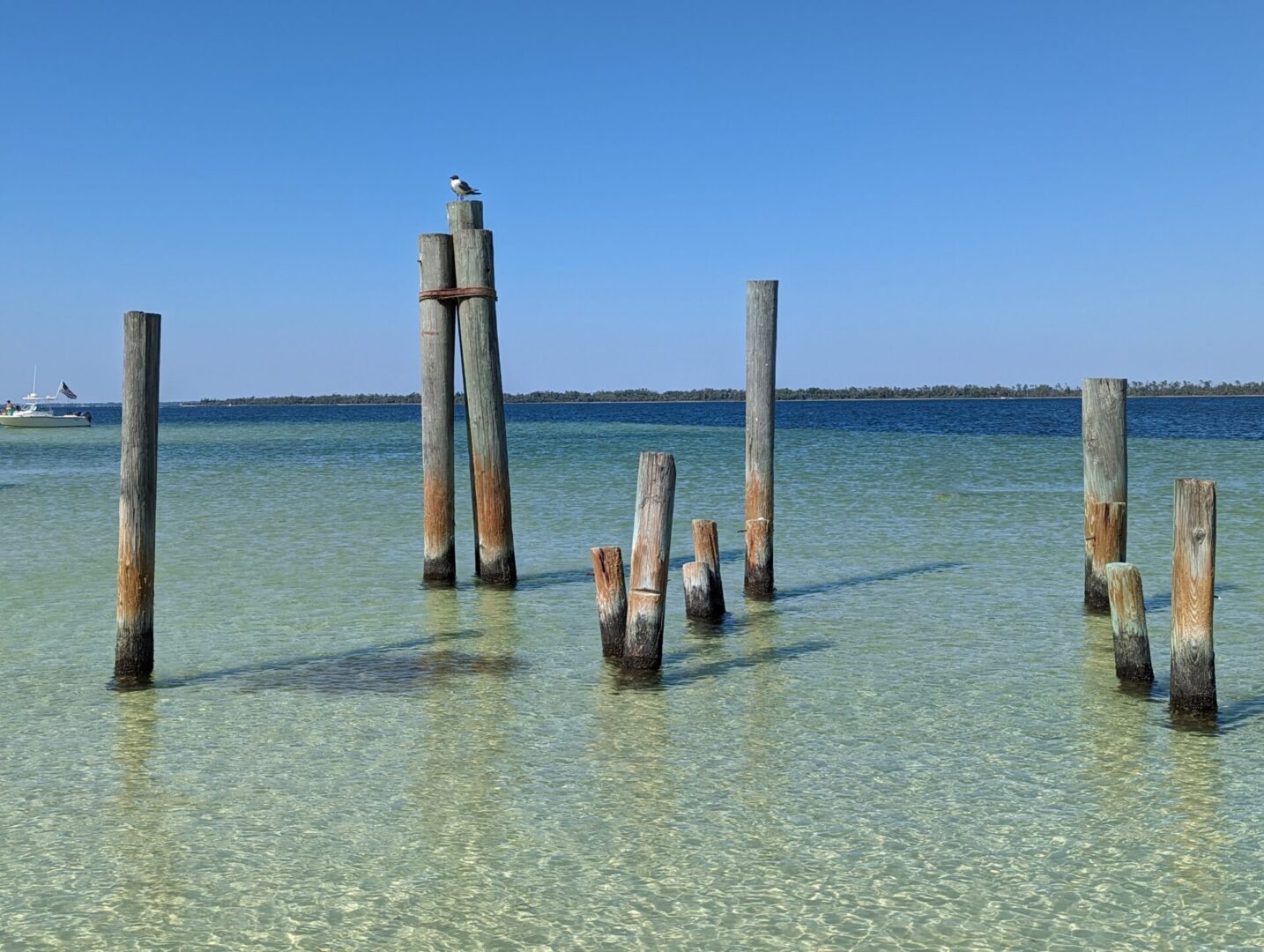 A group of wooden posts in the water.