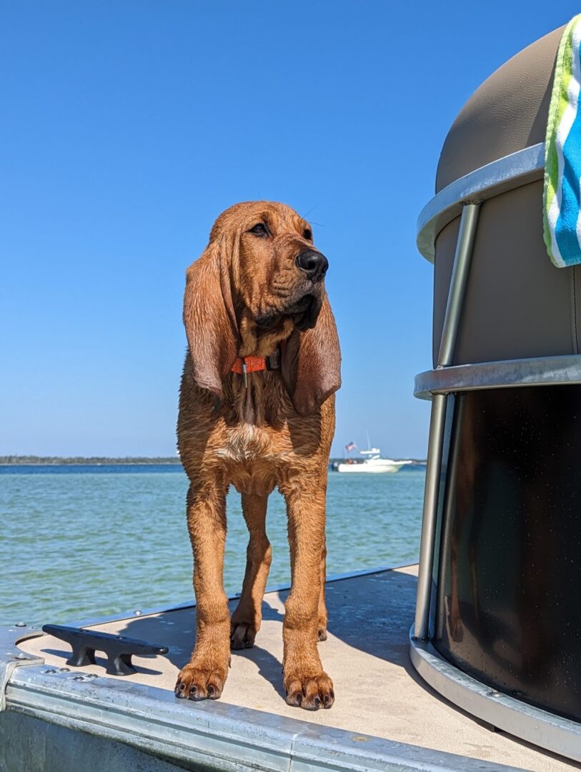 A dog standing on the side of a boat.