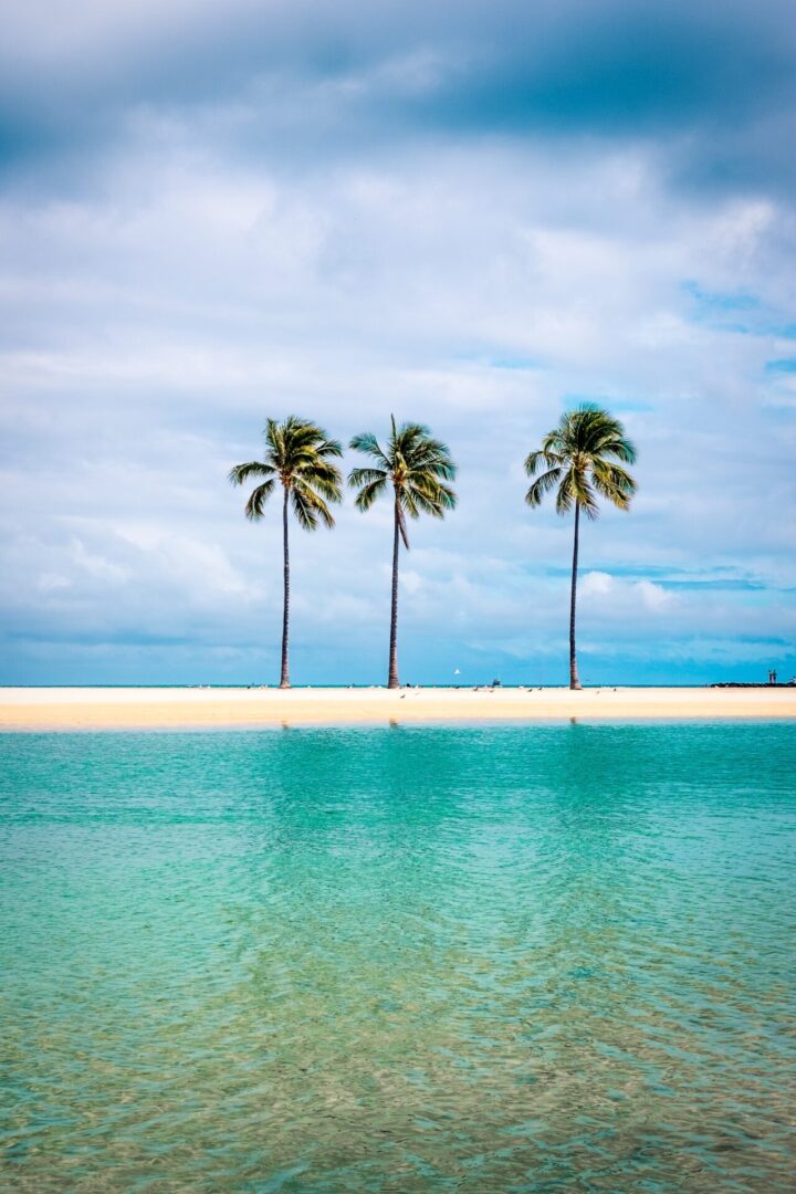 Three palm trees on a beach with water