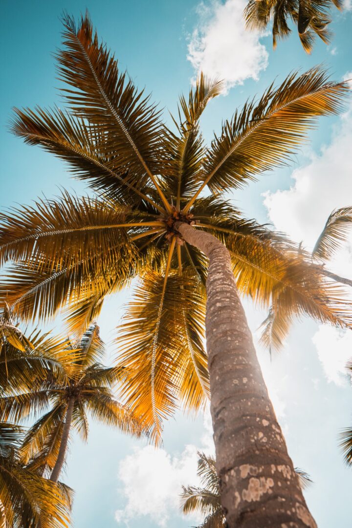 A palm tree with some clouds in the background