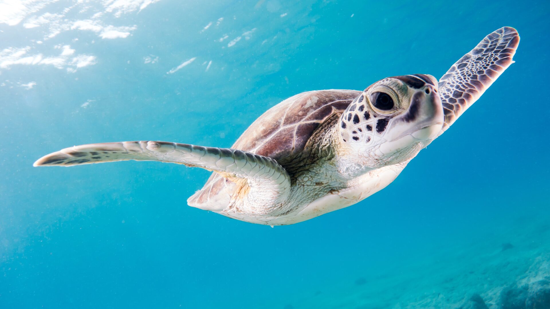 A turtle swimming in the ocean under water.