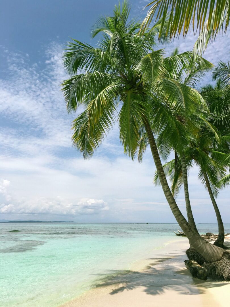 A beach with palm trees and the ocean.