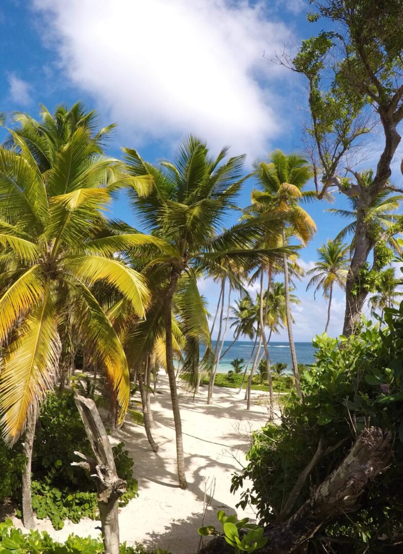 A beach with palm trees and bushes on the sand.